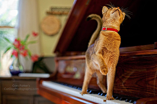 Cat Looking Up Piano