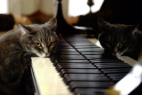Cat Head Down on Piano