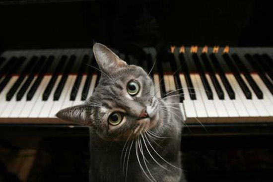 Cat Sitting on Piano
